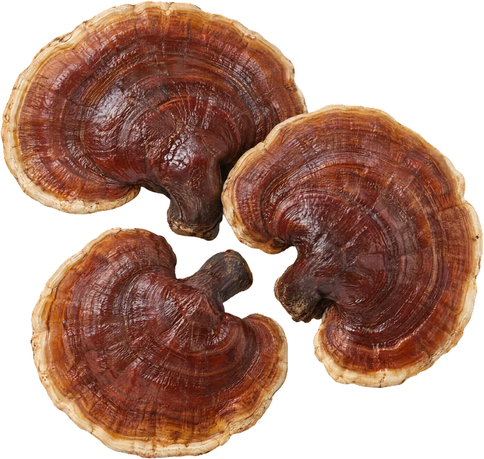 Reishi, reddish-brown glossy mushrooms.